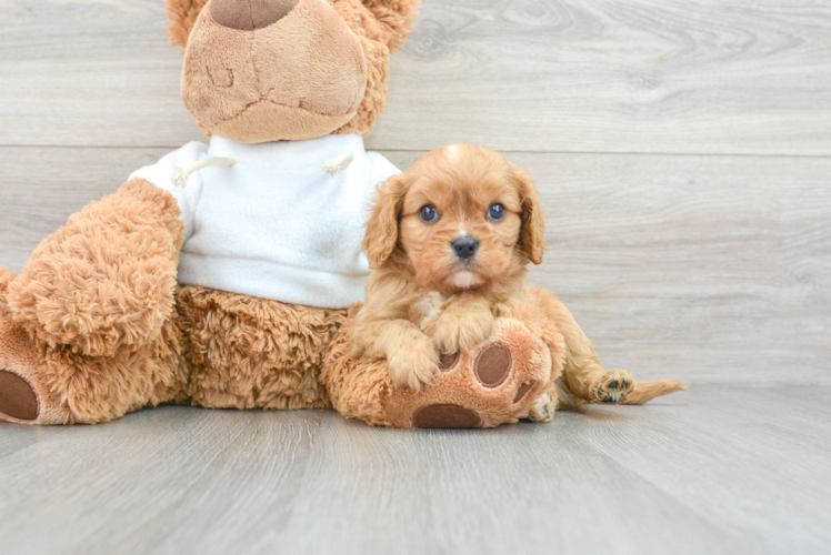 Meet Alexander - our Cavalier King Charles Spaniel Puppy Photo 1/3 - Puppy Love PR Small Cavalier King Charles Spaniel Purebred Pup