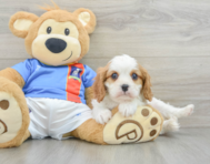 6 week old Cavalier King Charles Spaniel Puppy For Sale - Puppy Love PR