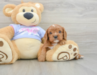 7 week old Cavalier King Charles Spaniel Puppy For Sale - Puppy Love PR