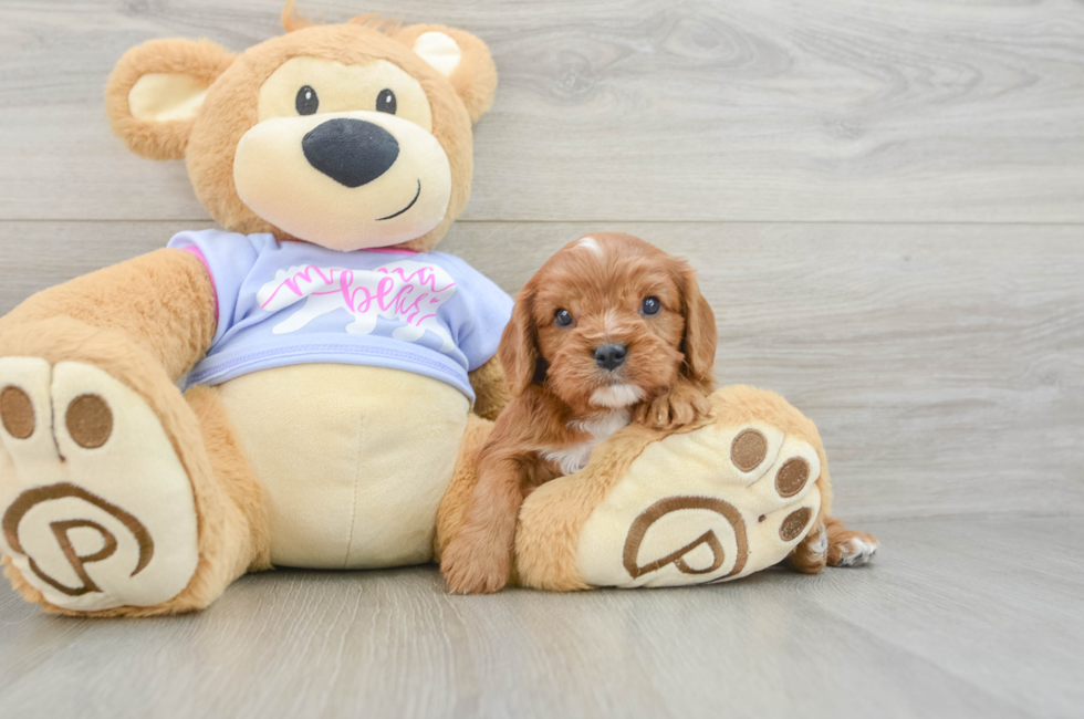 5 week old Cavalier King Charles Spaniel Puppy For Sale - Puppy Love PR