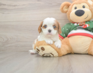 5 week old Cavalier King Charles Spaniel Puppy For Sale - Puppy Love PR