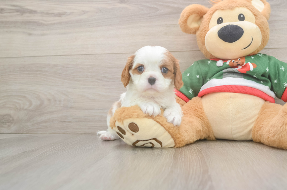 5 week old Cavalier King Charles Spaniel Puppy For Sale - Puppy Love PR