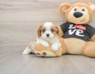 6 week old Cavalier King Charles Spaniel Puppy For Sale - Puppy Love PR