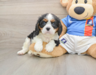 5 week old Cavalier King Charles Spaniel Puppy For Sale - Puppy Love PR