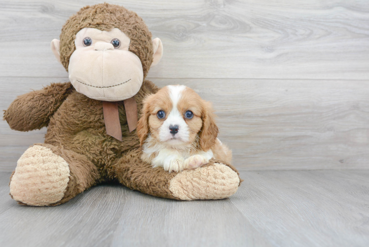 Cute Cavalier King Charles Spaniel Baby