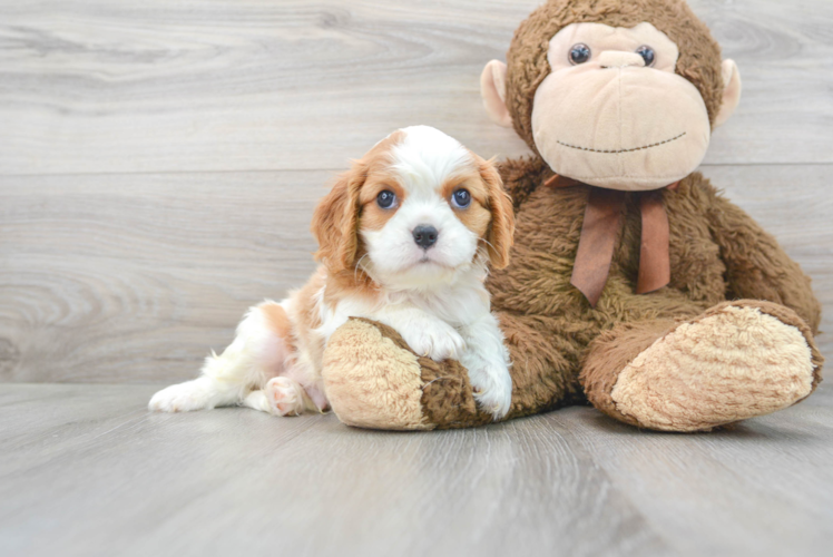 Cute Cavalier King Charles Spaniel Baby