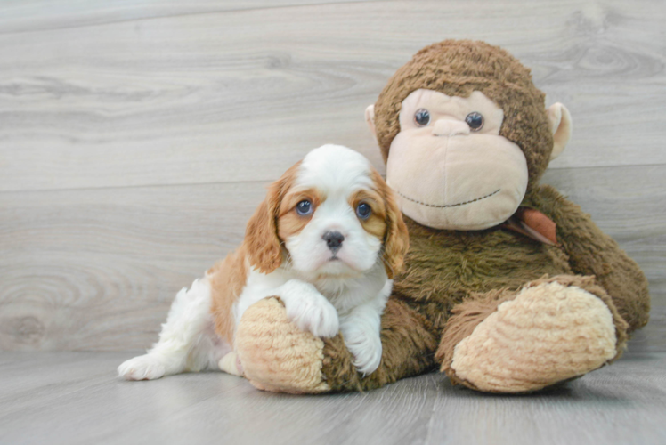Meet Alexander - our Cavalier King Charles Spaniel Puppy Photo 1/3 - Puppy Love PR Cavalier King Charles Spaniel Puppy for Adoption