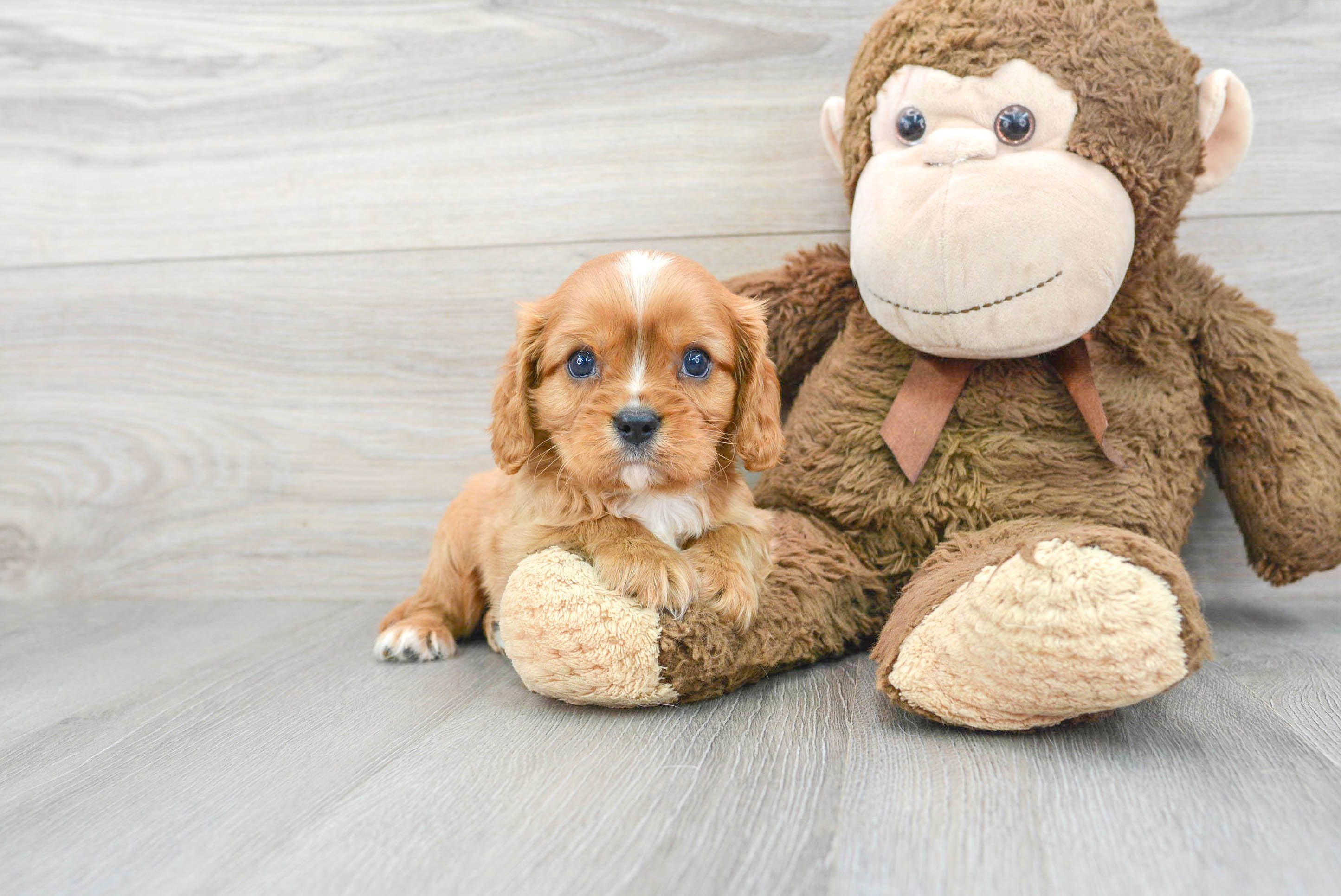 Cavalier King Charles Spaniel Puppy for Adoption