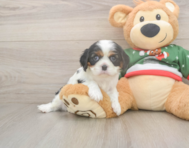 5 week old Cavalier King Charles Spaniel Puppy For Sale - Puppy Love PR