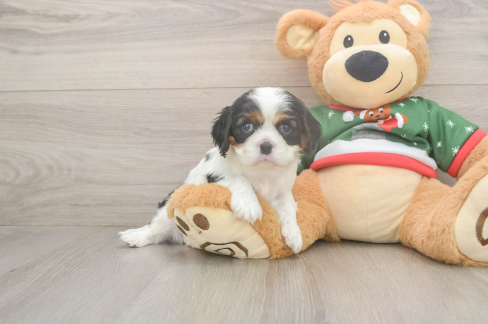 5 week old Cavalier King Charles Spaniel Puppy For Sale - Puppy Love PR