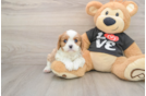 Cute Cavalier Purebred Puppy