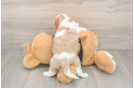 Hypoallergenic Cavalier King Charles Spaniel Purebred Pup