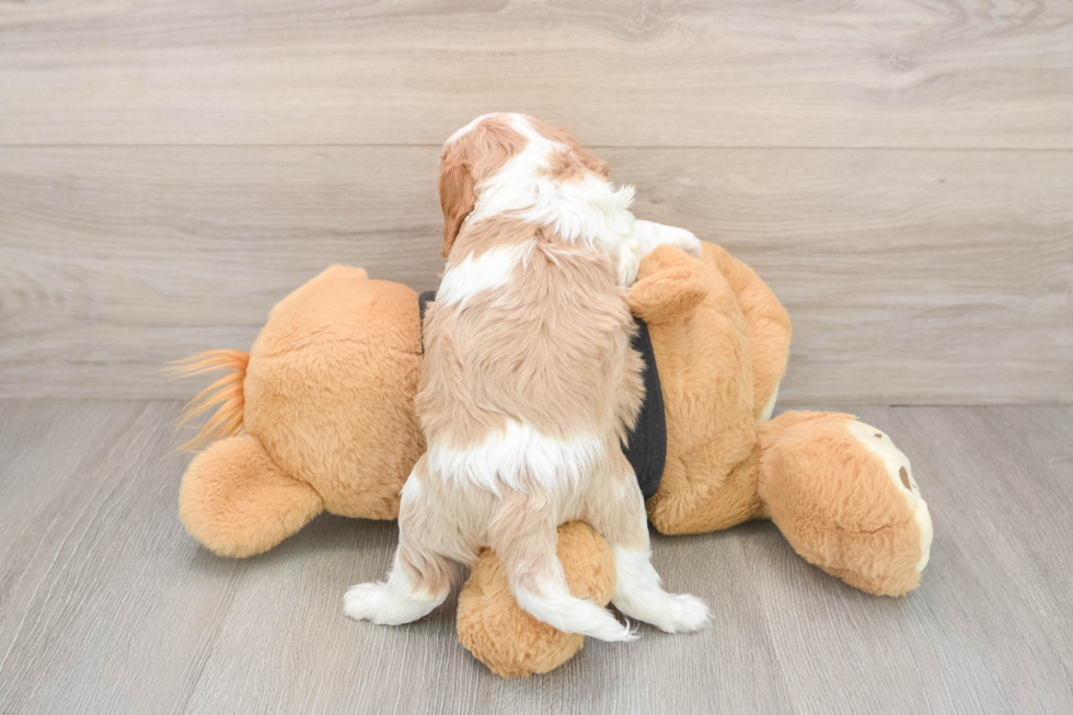 Hypoallergenic Cavalier King Charles Spaniel Purebred Pup