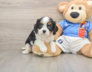 5 week old Cavalier King Charles Spaniel Puppy For Sale - Puppy Love PR