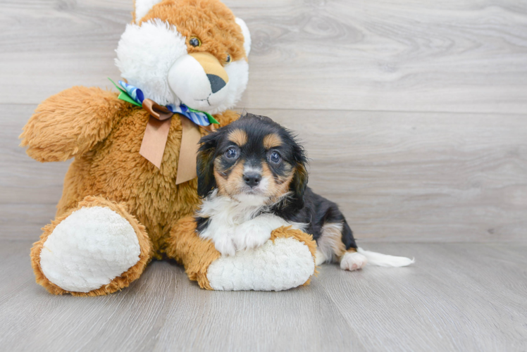 Cute Cavalier King Charles Spaniel Baby