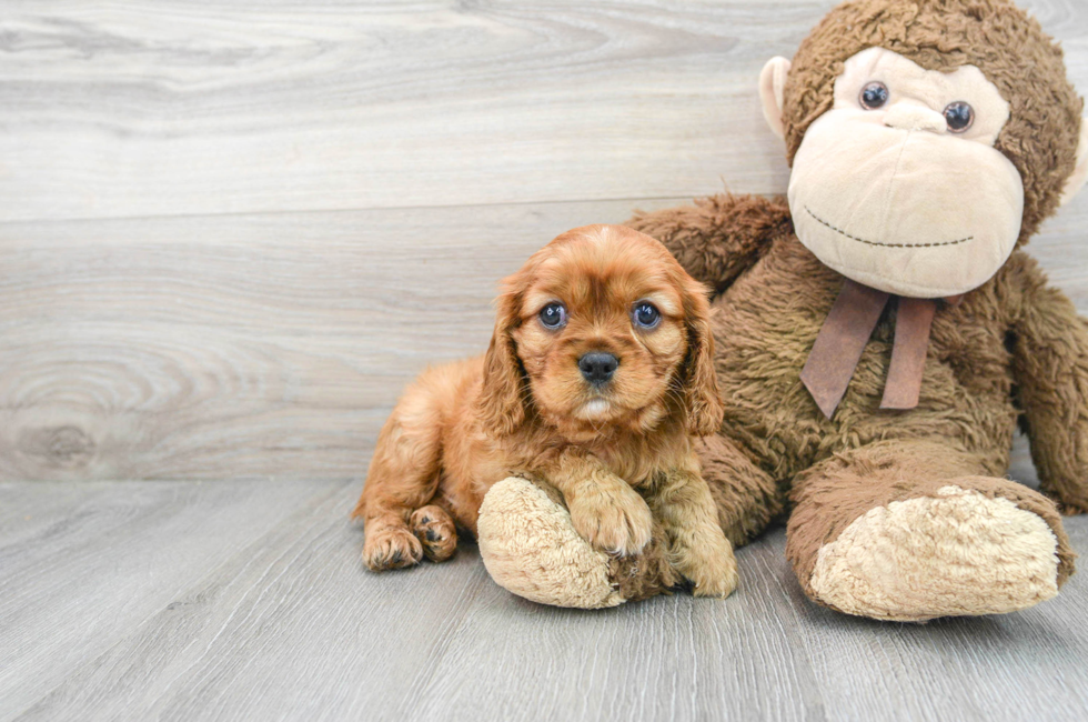 6 week old Cavalier King Charles Spaniel Puppy For Sale - Puppy Love PR