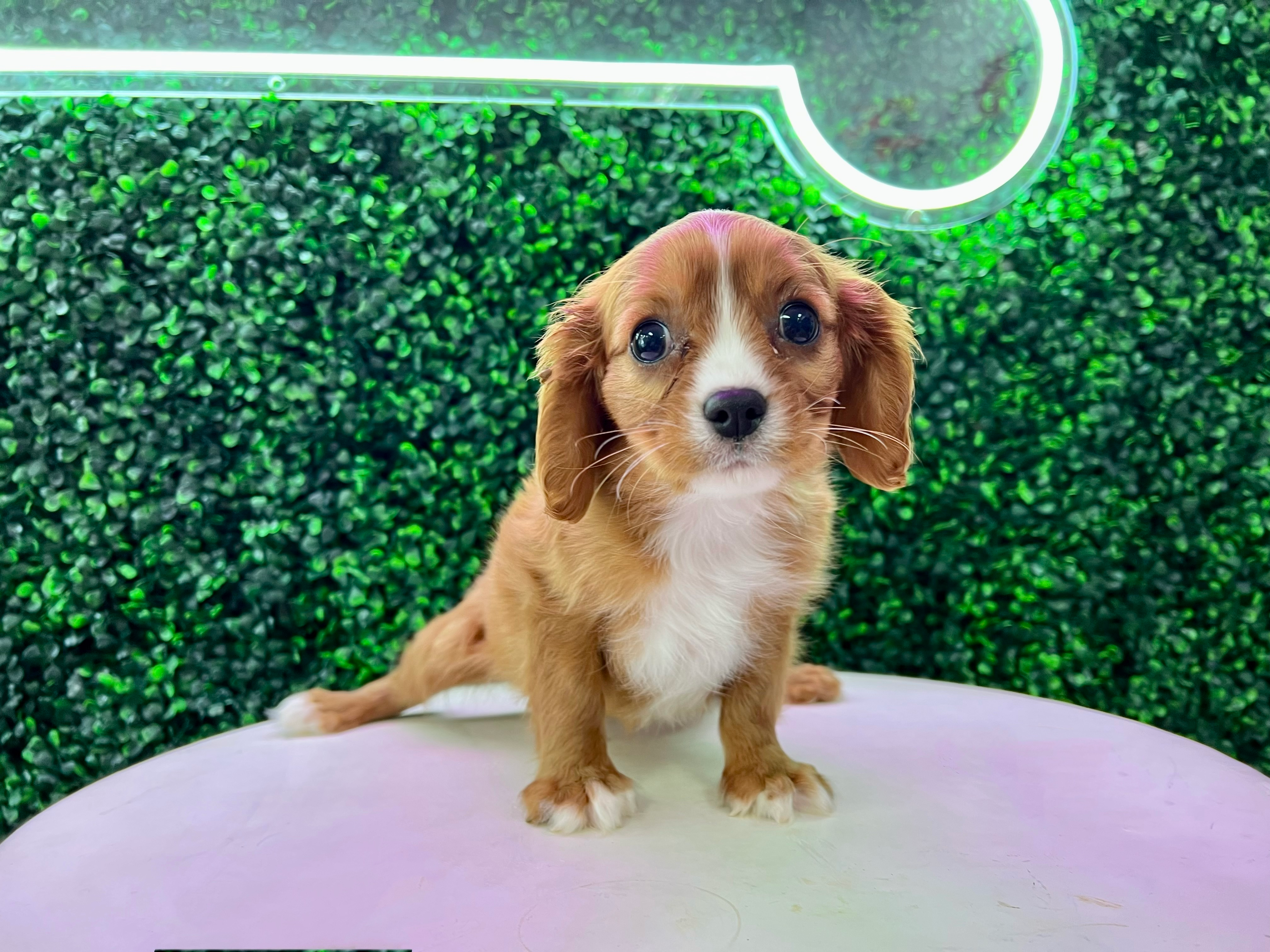 Cute Cavalier King Charles Spaniel Purebred Puppy