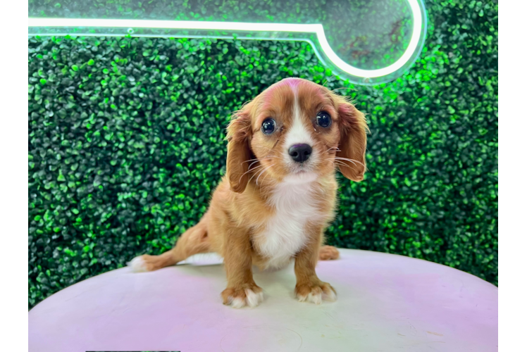 Cute Cavalier King Charles Spaniel Purebred Puppy