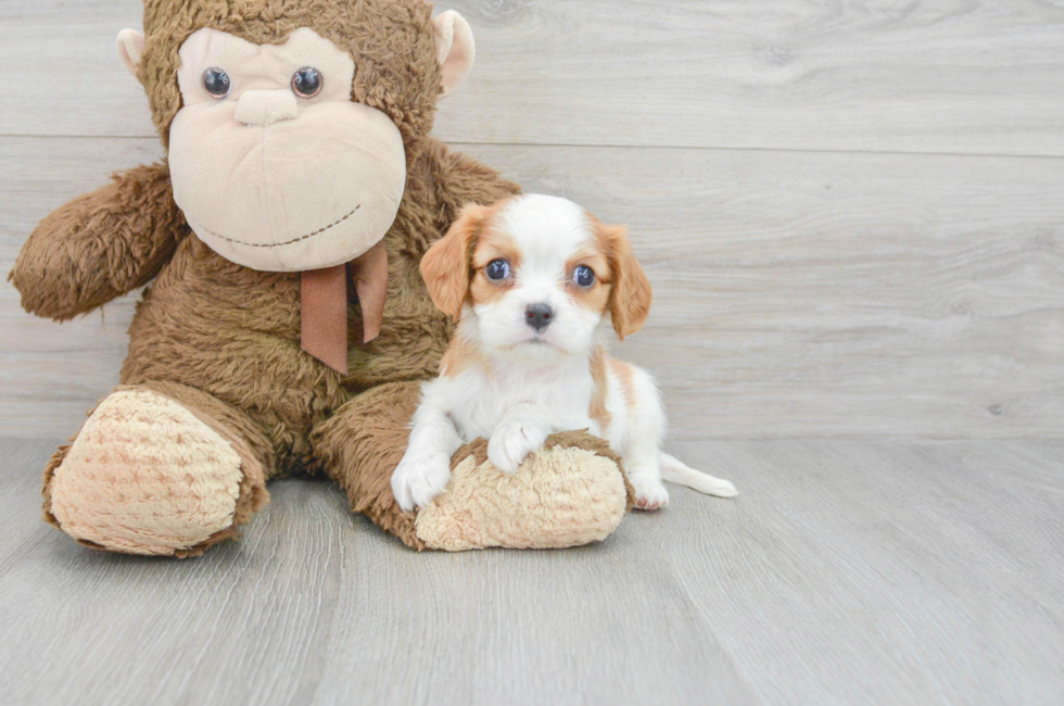 6 week old Cavalier King Charles Spaniel Puppy For Sale - Puppy Love PR