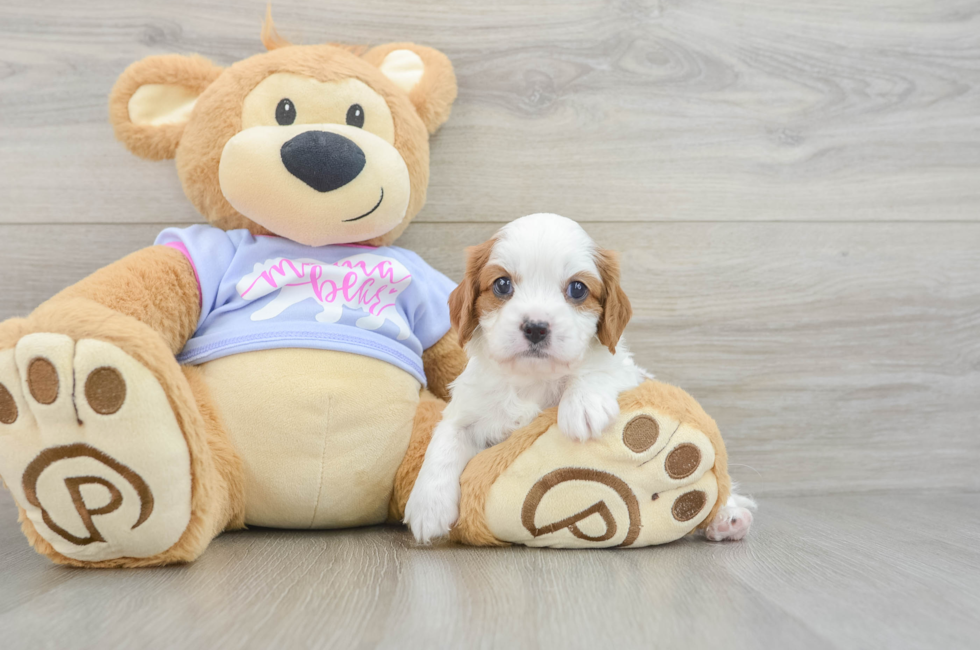 5 week old Cavalier King Charles Spaniel Puppy For Sale - Puppy Love PR
