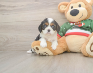 5 week old Cavalier King Charles Spaniel Puppy For Sale - Puppy Love PR