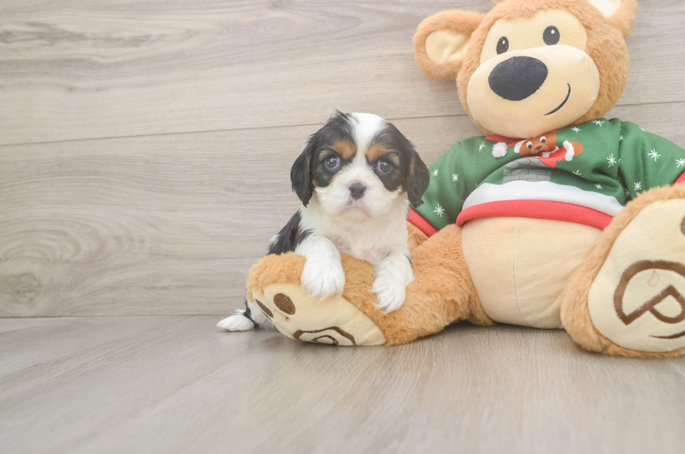 9 week old Cavalier King Charles Spaniel Puppy For Sale - Puppy Love PR