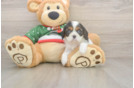 Cavalier King Charles Spaniel Puppy for Adoption