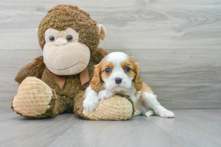 Smart Cavalier King Charles Spaniel Purebred Puppy