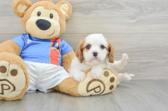 Friendly Cavalier King Charles Spaniel Baby