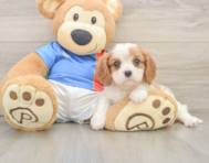 5 week old Cavalier King Charles Spaniel Puppy For Sale - Puppy Love PR