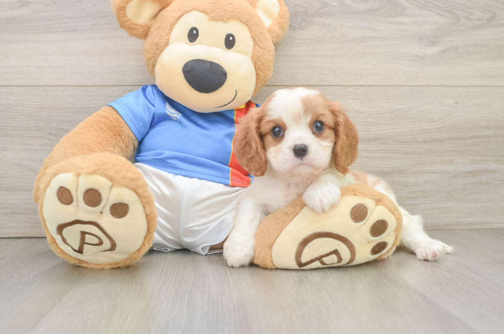6 week old Cavalier King Charles Spaniel Puppy For Sale - Puppy Love PR
