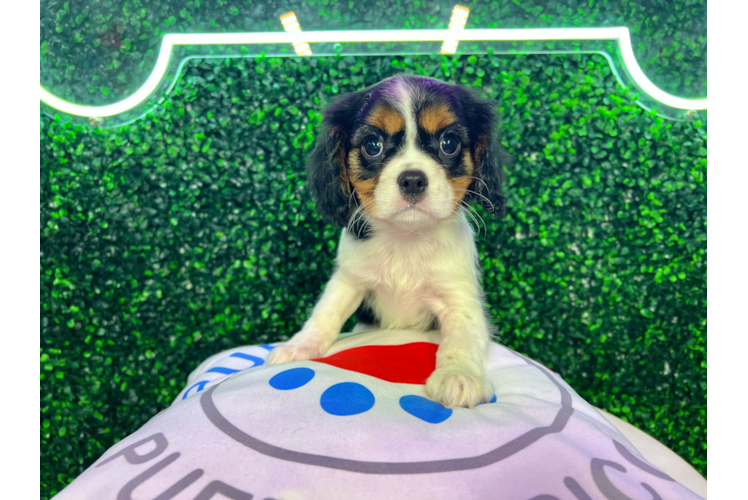 Meet Angelica - our Cavalier King Charles Spaniel Puppy Photo 1/4 - Puppy Love PR Cavalier King Charles Spaniel Pup Being Cute