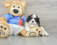 6 week old Cavalier King Charles Spaniel Puppy For Sale - Puppy Love PR