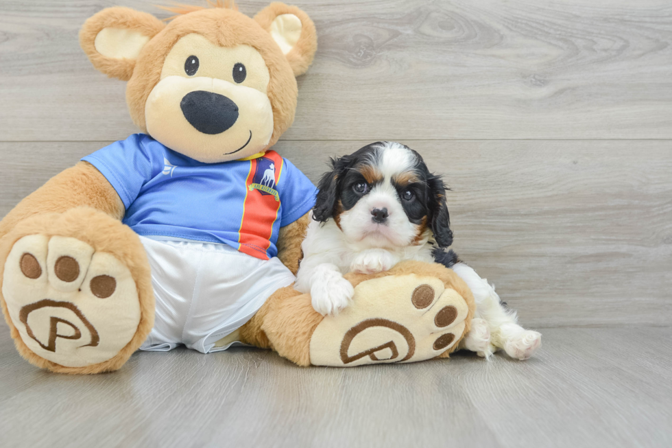 Cavalier King Charles Spaniel Pup Being Cute