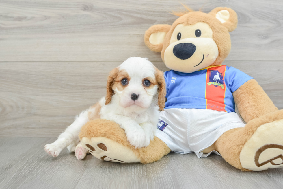 Fluffy Cavalier Purebred Puppy