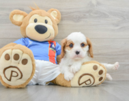 6 week old Cavalier King Charles Spaniel Puppy For Sale - Puppy Love PR