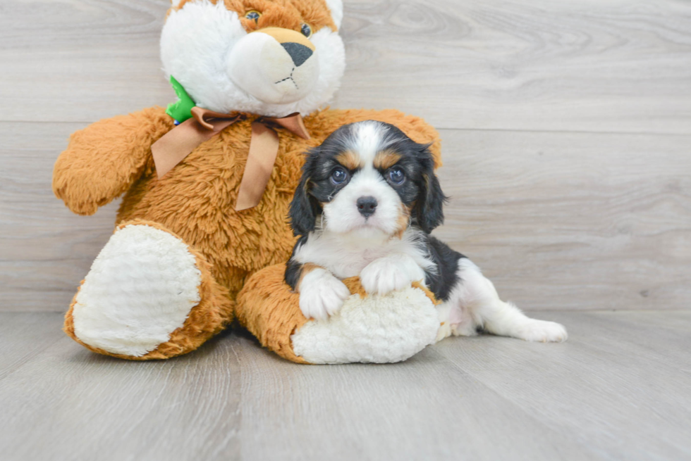 Cavalier King Charles Spaniel Puppy for Adoption