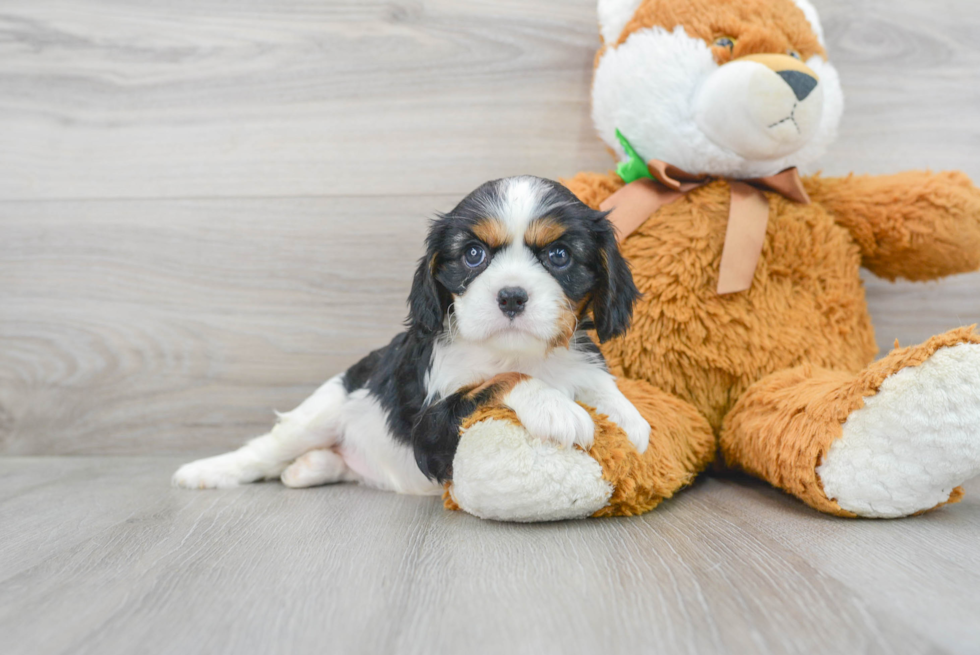 Cute Cavalier King Charles Spaniel Purebred Pup