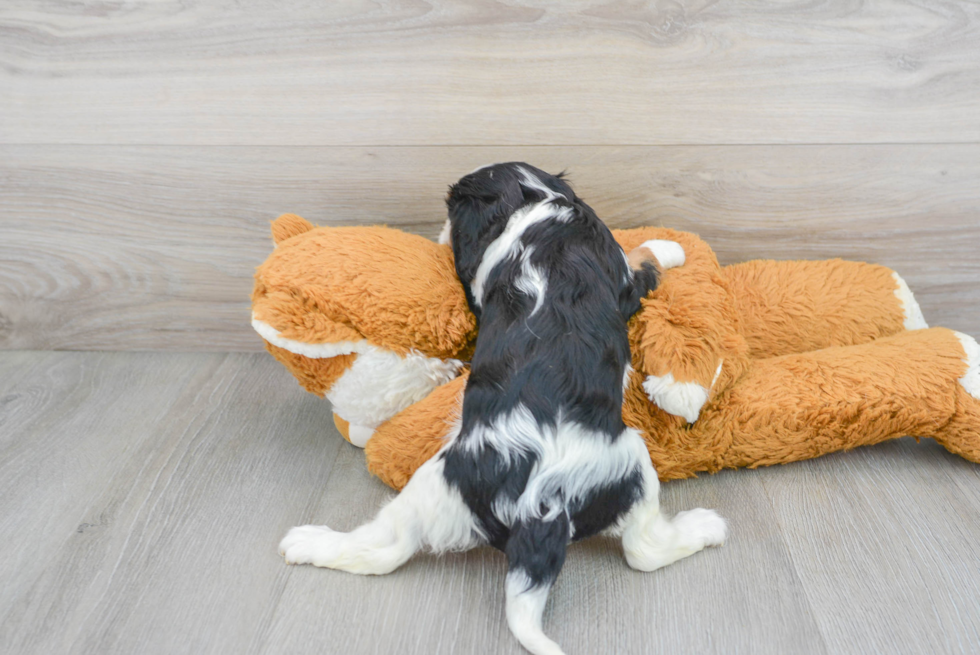 Best Cavalier King Charles Spaniel Baby