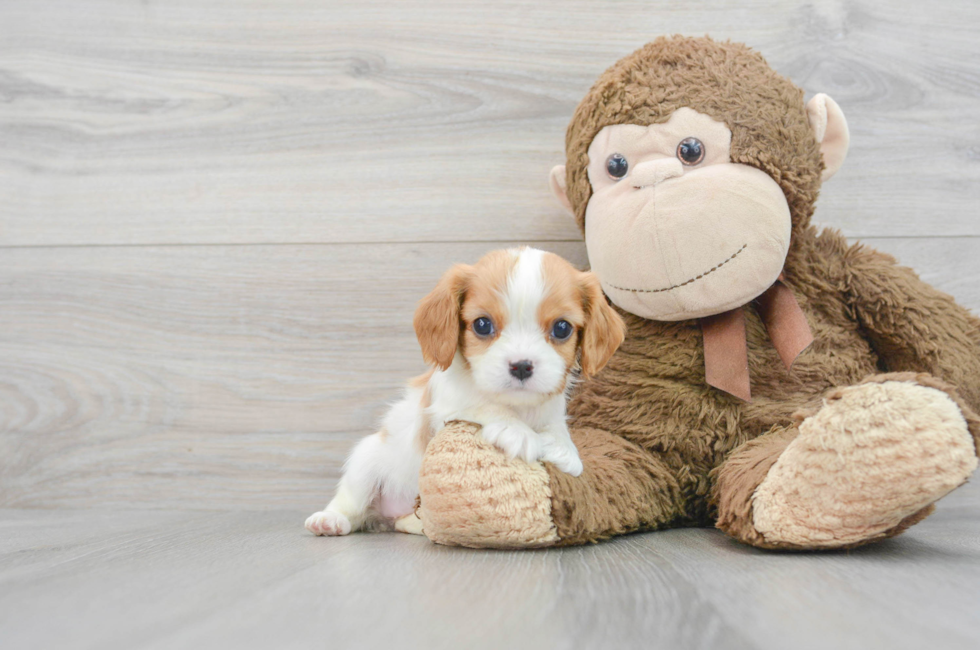 6 week old Cavalier King Charles Spaniel Puppy For Sale - Puppy Love PR