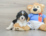 6 week old Cavalier King Charles Spaniel Puppy For Sale - Puppy Love PR