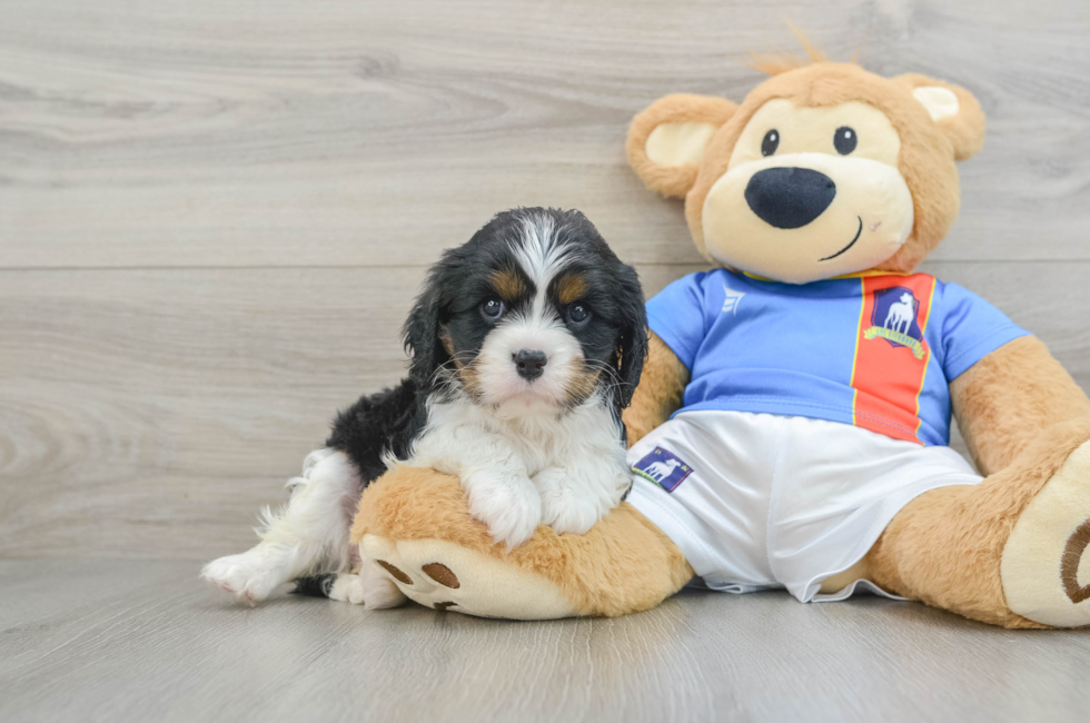 5 week old Cavalier King Charles Spaniel Puppy For Sale - Puppy Love PR