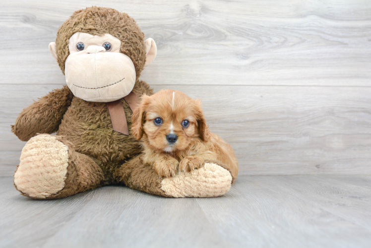 Cute Cavalier King Charles Spaniel Purebred Puppy