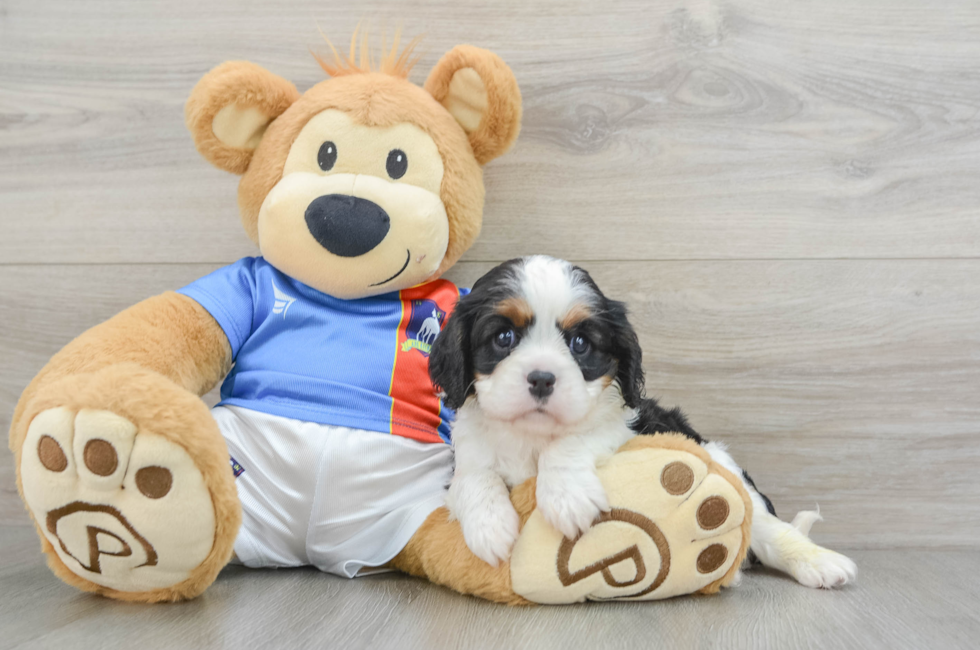 5 week old Cavalier King Charles Spaniel Puppy For Sale - Puppy Love PR