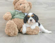 8 week old Cavalier King Charles Spaniel Puppy For Sale - Puppy Love PR