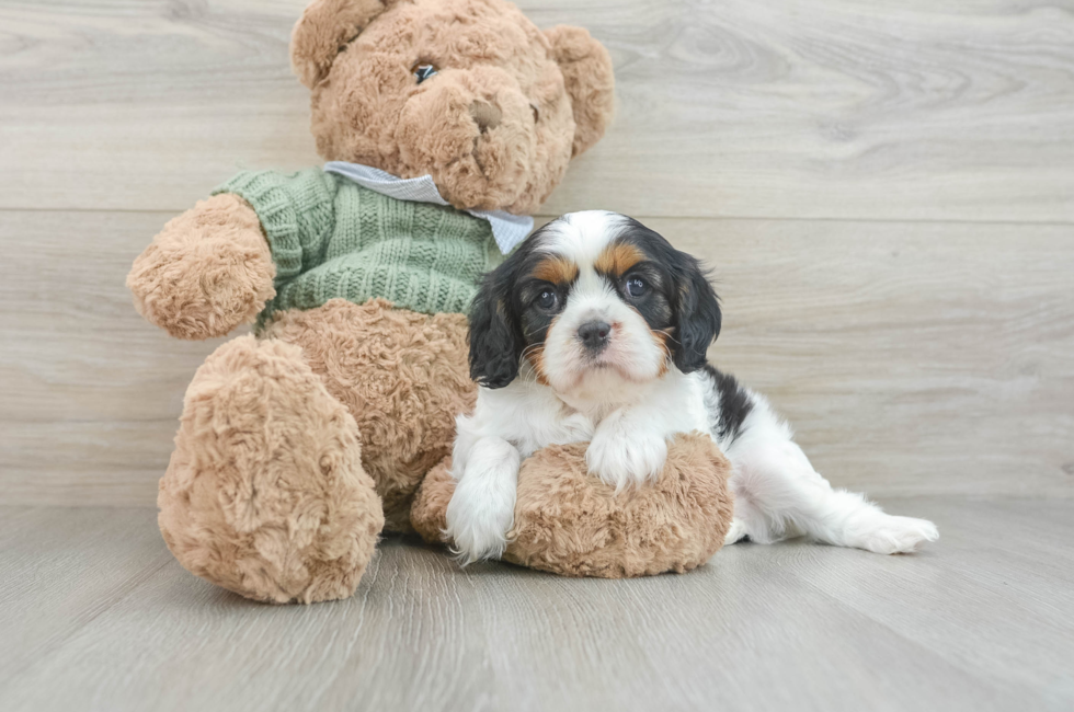 8 week old Cavalier King Charles Spaniel Puppy For Sale - Puppy Love PR