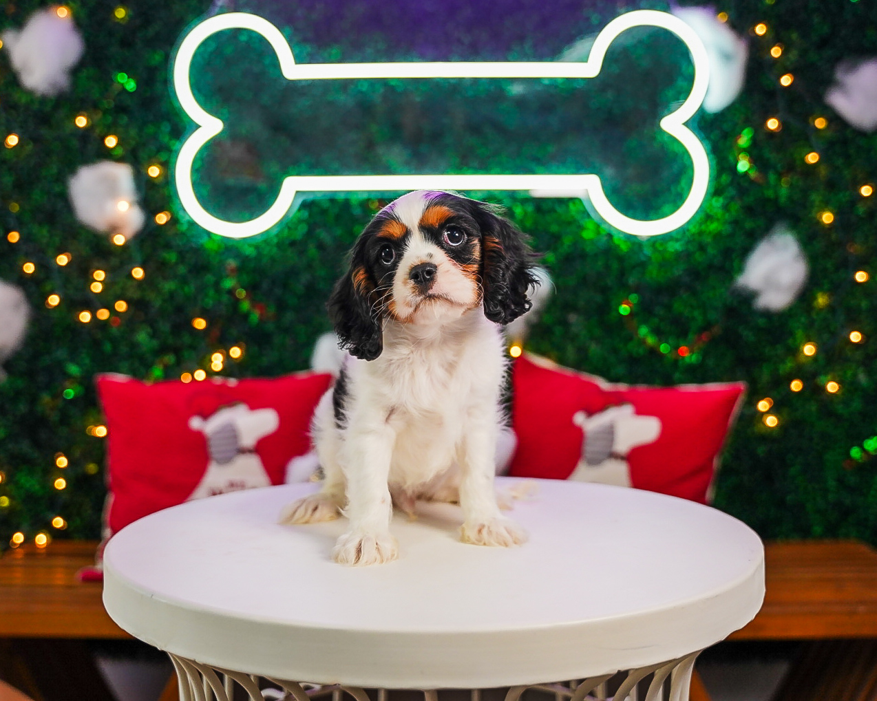 Cute Cavalier King Charles Spaniel Purebred Pup
