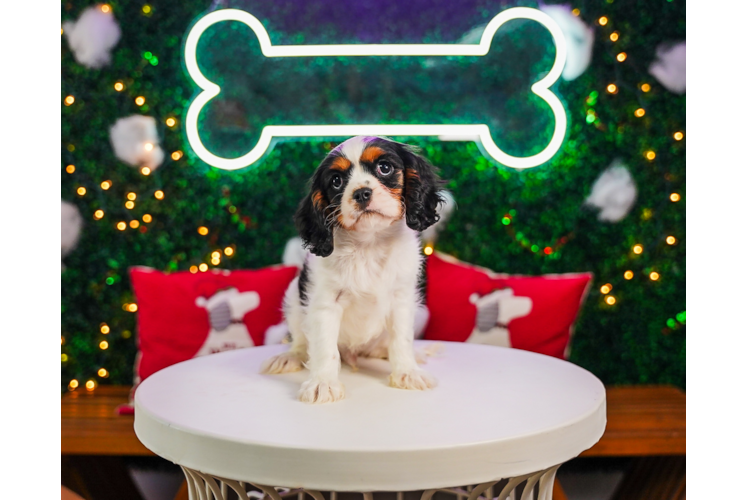 Meet Kotton - our Cavalier King Charles Spaniel Puppy Photo 1/4 - Puppy Love PR Cute Cavalier King Charles Spaniel Purebred Pup