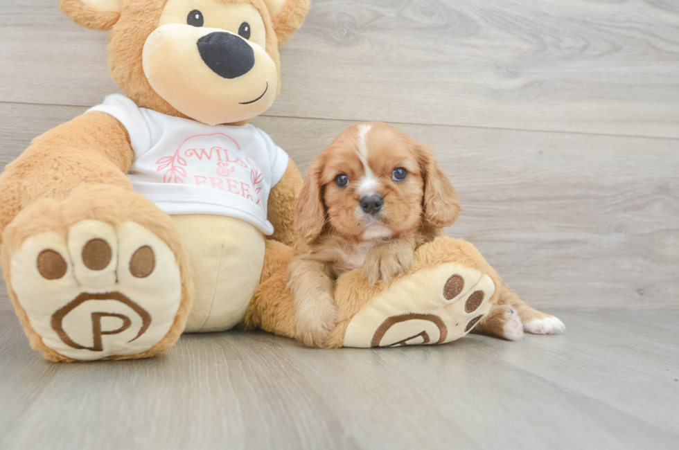 5 week old Cavalier King Charles Spaniel Puppy For Sale - Puppy Love PR