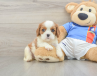 5 week old Cavalier King Charles Spaniel Puppy For Sale - Puppy Love PR
